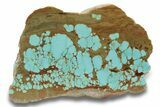 Polished Turquoise Slab - Number Mine, Carlin, NV #248339-1
